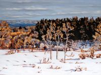 Winter Vista by Laurie DeCamillis