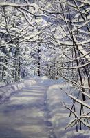 Romancing Winter by Debra Lynn Carroll - Artist Painting & Showing Onsite At the Gallery